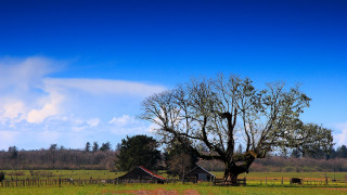 Tree bird field barn fence - a barn free wallpaper