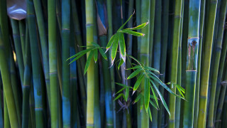 Bamboo forest green leaves blue - david diao free wallpaper