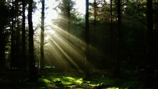 Sunbeam forest trees grass light - the ground and the sun free wallpaper