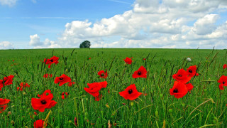 Red flower field blue sky 8 - cloud above free wallpaper