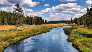 Lush forest stream river sunny - river free wallpaper for desktop