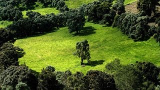Green field trees animals people - a few animal free wallpaper