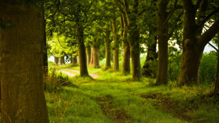 Forest path bench dappled sunlight - a bench in the middle free wallpaper