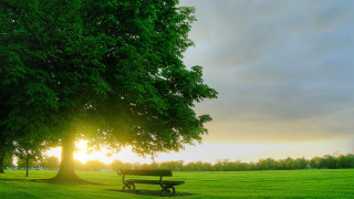 Park bench under tree sunset - the sun setting behind free wallpaper
