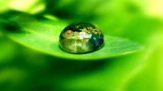 Water drop green leaf macro - free nature wallpaper for desktop