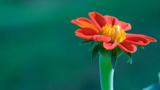 Red yellow flower green stem 2 - celia fiennes free wallpaper