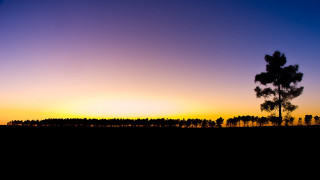 Lone tree sunset field distant - a line of trees free wallpaper
