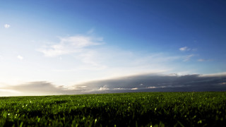 Lone tree grassy field cloudy 7 - a lone tree free wallpaper