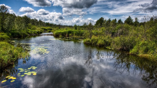 Hudson river forest water lilies - alexander brook free wallpaper