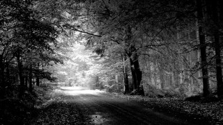 Black white road woods trees - the ground and a light free wallpaper