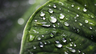 Green leaf water droplets bokeh 2 - a green leaf free wallpaper
