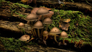 Mushrooms tree stump forest moss - a group of mushrooms free wallpaper
