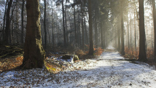 Winter forest snowy path trees - the ground and trees free wallpaper