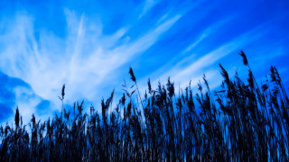 Blue sky clouds tall grass 2 - chris friel free wallpaper