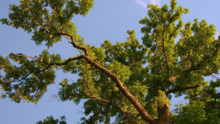 Tree leaves blue sky autumn - cornelia parker free wallpaper for desktop