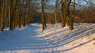Snowy path between trees autumn - a few branch free wallpaper for desktop