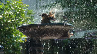 Bird fountain spraying water ecological - cherryl fountain free wallpaper for desktop