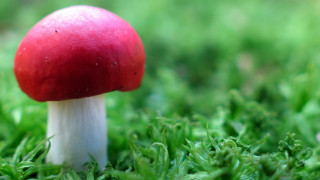 Red mushroom lush green field 5 - a red mushroom free wallpaper