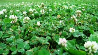 Clover water droplets bench grassy - a bench in the background free wallpaper