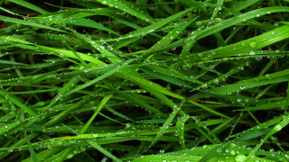 Grass water droplets macro nature 7 - leaf and grass free wallpaper