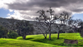 Grassy field trees hill clouds - tree and a hill in the background free wallpaper