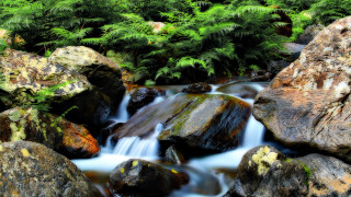 Forest stream waterfall moss rocks - a forest area free wallpaper