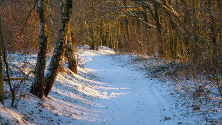 Snowy woodland path ada hill - a few bush free wallpaper