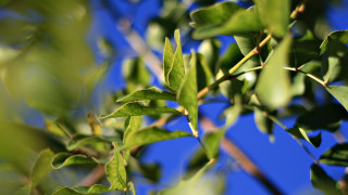 Branch leaves blue sky bokeh - a close up of a tree branch free wallpaper