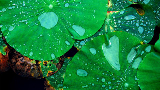 Green leaf water droplets macro 54 - cao buxing free wallpaper