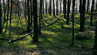Grassy area trees bench land - forest free wallpaper