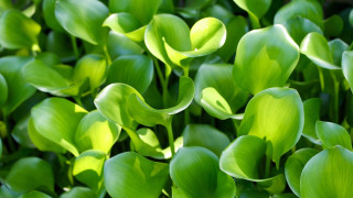 Green plants leaves macro water - green plant free wallpaper