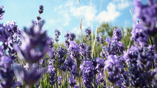 Lavender field blue sky clouds 2 - a field of lavender free wallpaper