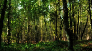 Forest green trees grass nature 2 - free forest wallpaper