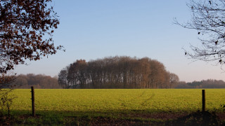 Fence trees bushes sky autumn - short depth of field free wallpaper