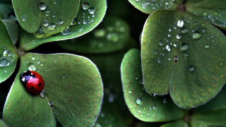 Ladybug green leaf water droplets 14 - a lady bug free wallpaper