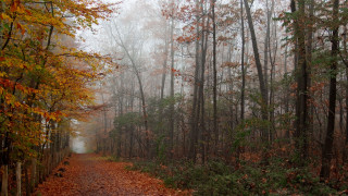 Autumn woods path bench fog - mist free wallpaper