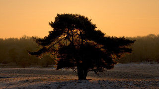 Tree sunset snow backlighting autumn - a tree in a field free wallpaper