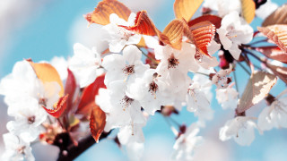 Branch white flowers leaves blue - white flower and leaves free wallpaper