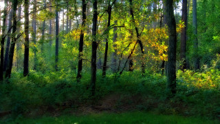 Forest green trees tall grass - auseklis ozol free wallpaper