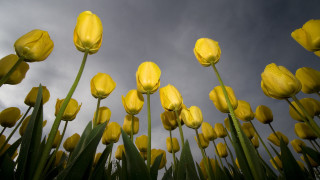 Yellow flower field cloudy sky 3 - dirck van der lisse free wallpaper