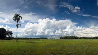 Palm tree field blue sky - a large field free wallpaper for desktop