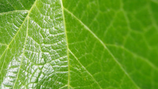 Green leaf macro blurry background 5 - macro len free wallpaper