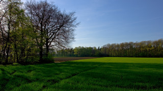 Field trees dirt path blue - a blue sky above free wallpaper for desktop