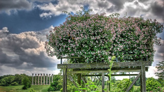 Large bush flowers field cloudy - a cloudy sky in the background free wallpaper
