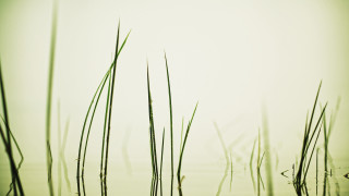 Tall grass water sky birds - a few bird free wallpaper