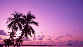 Palm tree silhouette purple sunset 2 - tropical free wallpaper