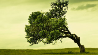 Lone tree grassy field cloudy 11 - a lone tree free wallpaper