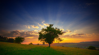Tree sunset clouds field horizon 2 - a tree in a field free wallpaper