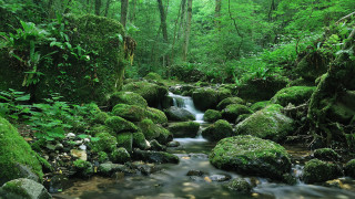 Lush forest stream waterfall rocks 5 - rock and trees free wallpaper