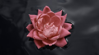Pink flower black pond ripples - sense of depth free wallpaper